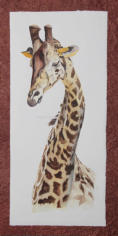 Giraffenportrt, Aquarell, 40x50cm